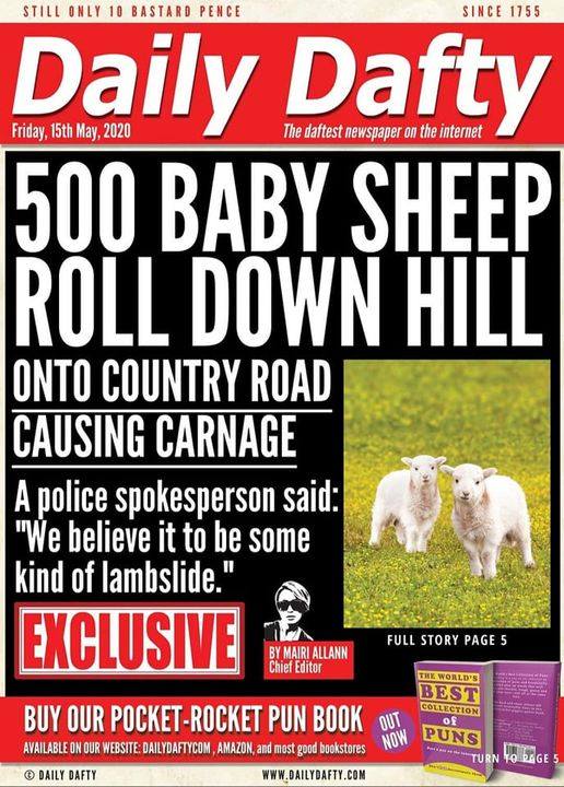 500 baby sheep roll down hill