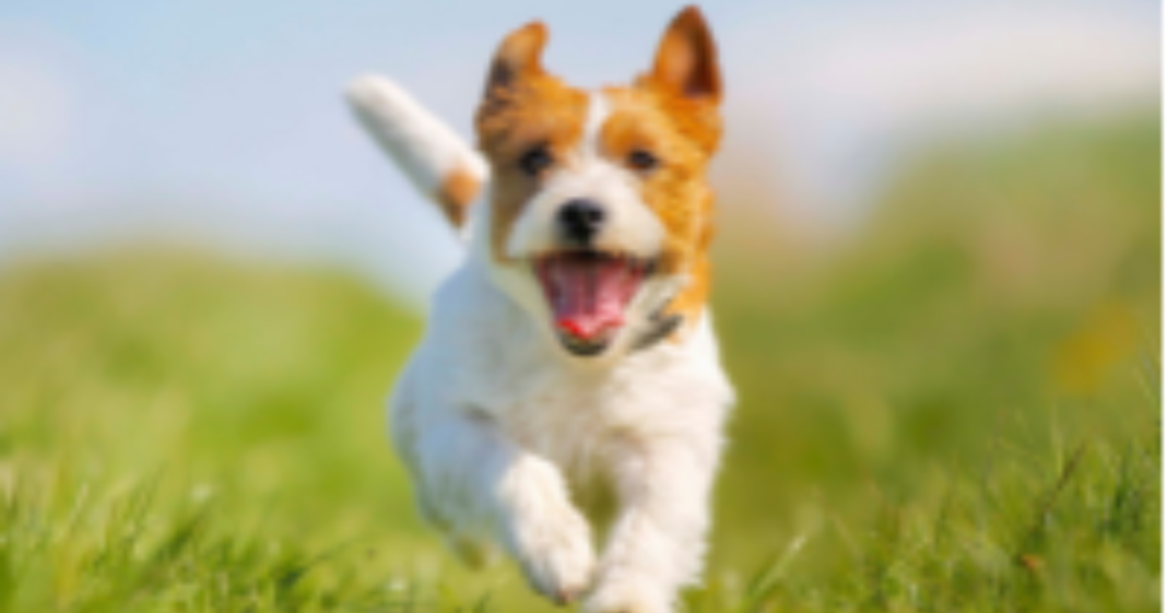 Dog owner fined £75 for failing to clear up after their dog